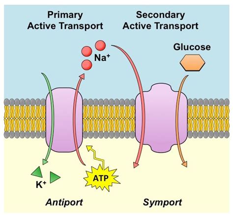 Structural and Functional Interactions of KCl Cotransport Proteins 